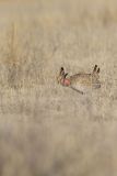Lesser Prairie Chicken, Tympanuchus pallidicinctus