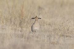Lesser Prairie Chicken, Tympanuchus pallidicinctus