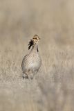 Lesser Prairie Chicken, Tympanuchus pallidicinctus