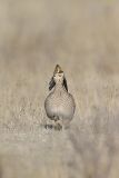 Lesser Prairie Chicken, Tympanuchus pallidicinctus