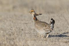 Lesser Prairie Chicken, Tympanuchus pallidicinctus