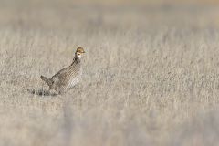 Lesser Prairie Chicken, Tympanuchus pallidicinctus