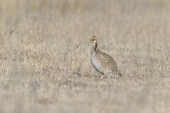 Lesser Prairie Chicken, Tympanuchus pallidicinctus