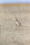 Lesser Prairie Chicken, Tympanuchus pallidicinctus