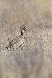 Lesser Prairie Chicken, Tympanuchus pallidicinctus