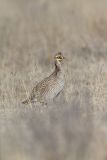 Lesser Prairie Chicken, Tympanuchus pallidicinctus