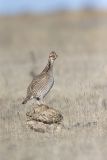 Lesser Prairie Chicken, Tympanuchus pallidicinctus