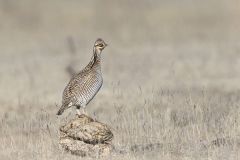Lesser Prairie Chicken, Tympanuchus pallidicinctus