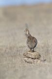 Lesser Prairie Chicken, Tympanuchus pallidicinctus