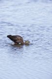 Glossy Ibis, Plegadis falcinellus