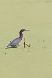 Green Heron, Butorides virescens