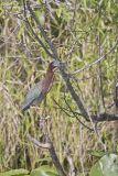 Green Heron, Butorides virescens