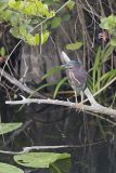 Green Heron, Butorides virescens