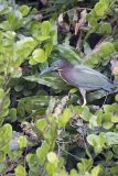Green Heron, Butorides virescens
