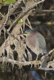 Green Heron, Butorides virescens