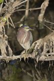 Green Heron, Butorides virescens