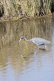 Little Blue Heron, Egretta caerulea