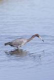 Little Blue Heron, Egretta caerulea