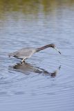 Little Blue Heron, Egretta caerulea