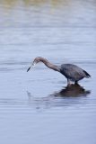 Little Blue Heron, Egretta caerulea