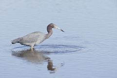 Little Blue Heron, Egretta caerulea