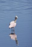 Roseate Spoonbill, Platalea ajaja