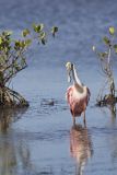 Roseate Spoonbill, Platalea ajaja