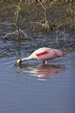 Roseate Spoonbill, Platalea ajaja