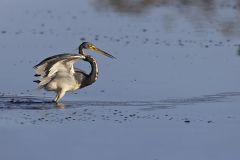 Tricolored Heron, Egretta tricolor