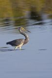 Tricolored Heron, Egretta tricolor