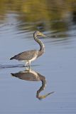 Tricolored Heron, Egretta tricolor