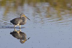 Tricolored Heron, Egretta tricolor