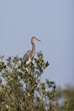 Tricolored Heron, Egretta tricolor