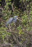 Tricolored Heron, Egretta tricolor