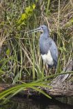 Tricolored Heron, Egretta tricolor