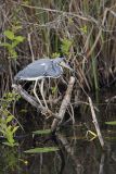 Tricolored Heron, Egretta tricolor