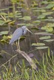 Tricolored Heron, Egretta tricolor