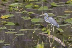 Tricolored Heron, Egretta tricolor