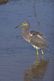 Tricolored Heron, Egretta tricolor