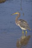 Tricolored Heron, Egretta tricolor