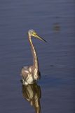 Tricolored Heron, Egretta tricolor