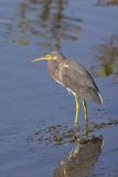 Tricolored Heron, Egretta tricolor