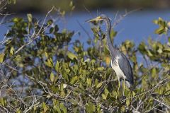 Tricolored Heron, Egretta tricolor