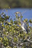 Tricolored Heron, Egretta tricolor