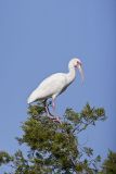 White Ibis, Eudocimus albus