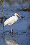 White Ibis, Eudocimus albus