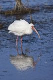 White Ibis, Eudocimus albus