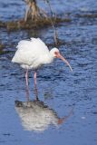 White Ibis, Eudocimus albus