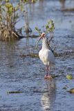 White Ibis, Eudocimus albus