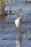White Ibis, Eudocimus albus